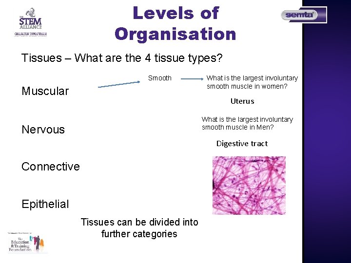 Levels of Organisation Tissues – What are the 4 tissue types? Smooth Muscular What