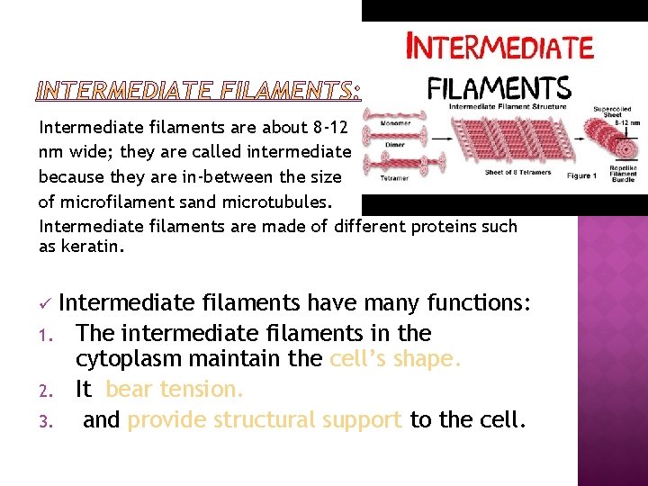 Intermediate filaments are about 8 -12 nm wide; they are called intermediate because they