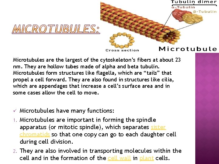 Microtubules are the largest of the cytoskeleton’s fibers at about 23 nm. They are