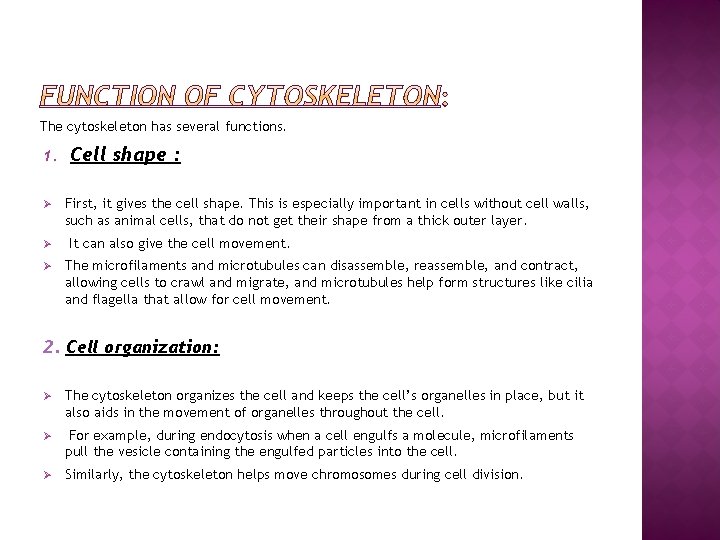 The cytoskeleton has several functions. 1. Ø Ø Ø Cell shape : First, it