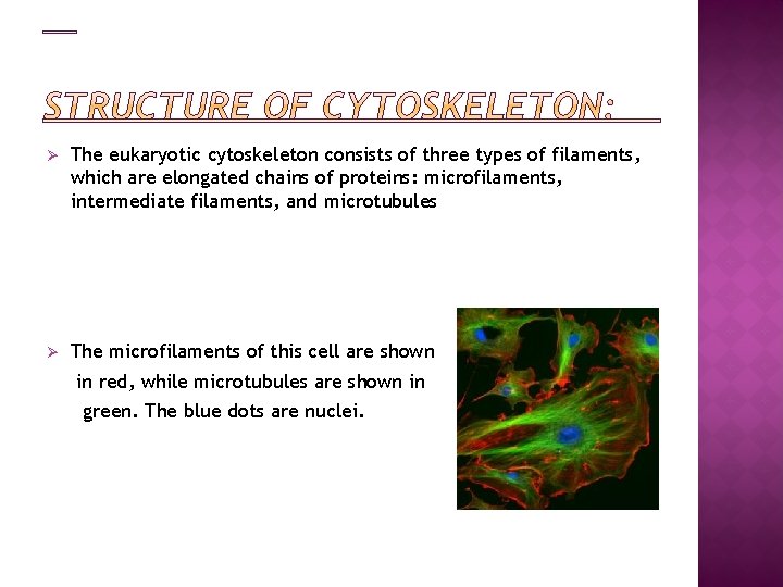 Ø The eukaryotic cytoskeleton consists of three types of filaments, which are elongated chains