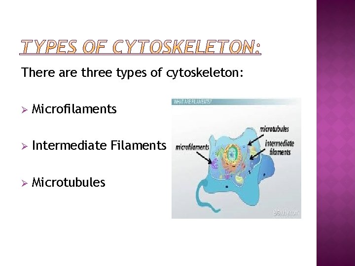 There are three types of cytoskeleton: Ø Microfilaments Ø Intermediate Filaments Ø Microtubules 