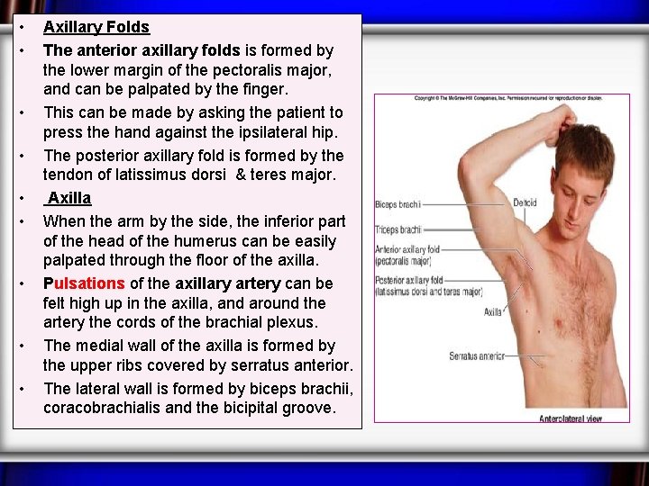  • • • Axillary Folds The anterior axillary folds is formed by the