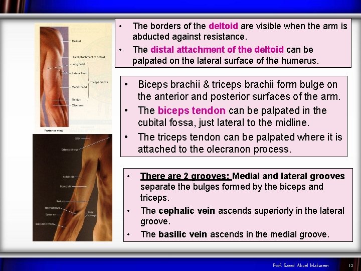  • The borders of the deltoid are visible when the arm is abducted