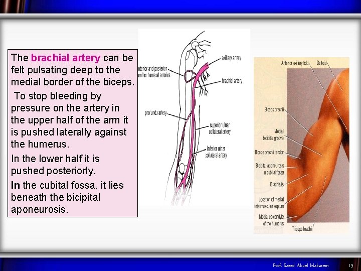 The brachial artery can be felt pulsating deep to the medial border of the