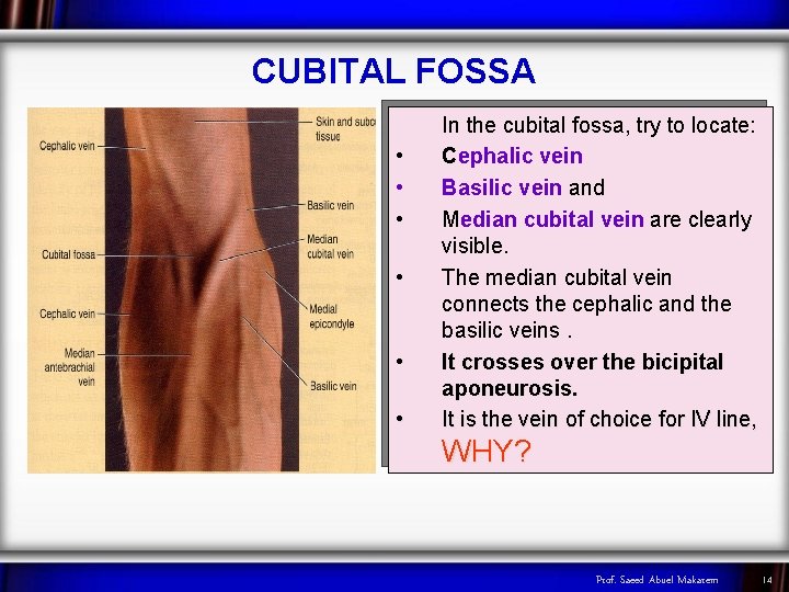 CUBITAL FOSSA • • • In the cubital fossa, try to locate: Cephalic vein