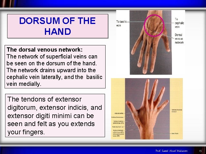 DORSUM OF THE HAND The dorsal venous network: The network of superficial veins can