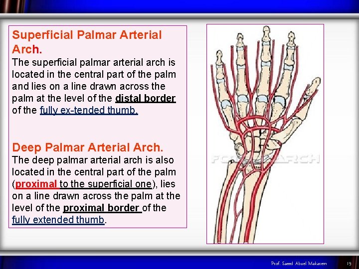 Superficial Palmar Arterial Arch. The superficial palmar arterial arch is located in the central