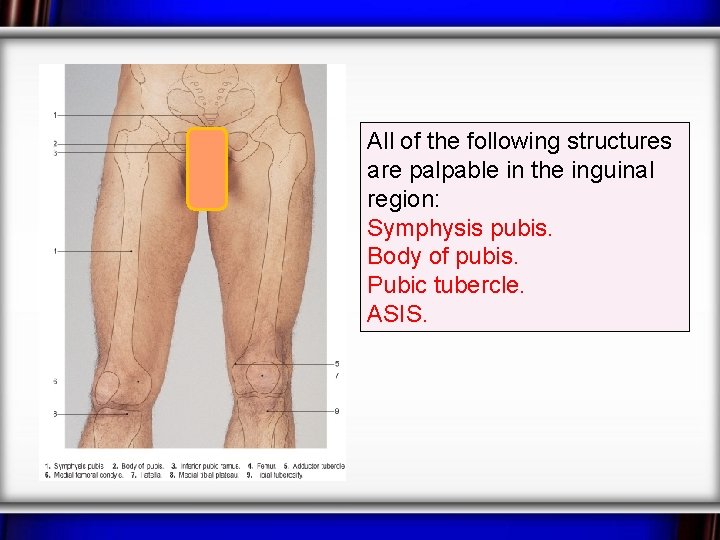 All of the following structures are palpable in the inguinal region: Symphysis pubis. Body