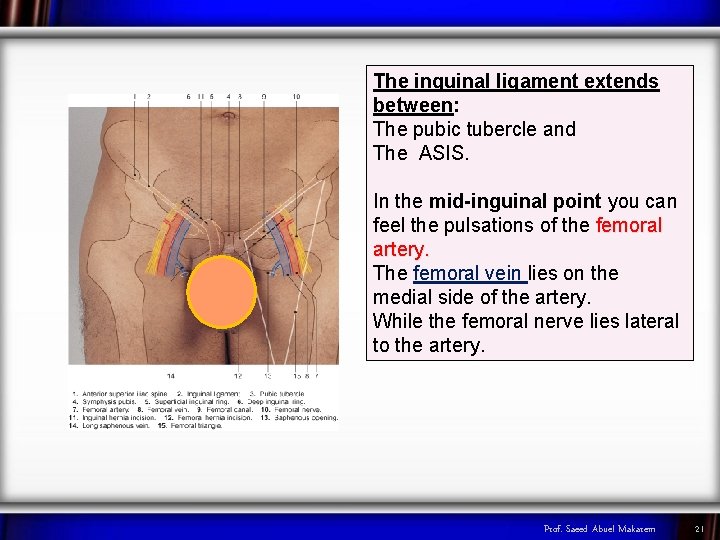 The inguinal ligament extends between: The pubic tubercle and The ASIS. In the mid-inguinal