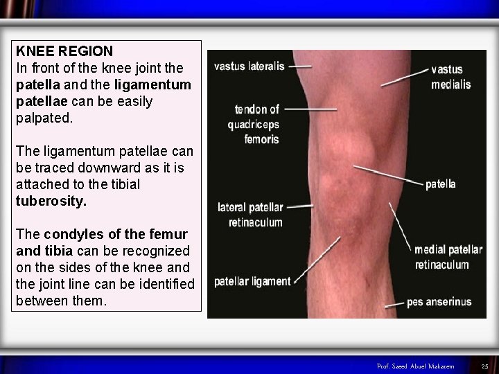 KNEE REGION In front of the knee joint the patella and the ligamentum patellae