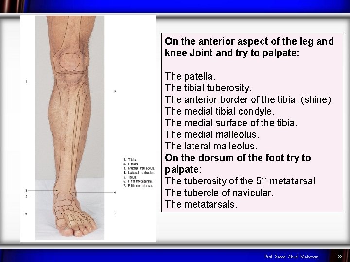 On the anterior aspect of the leg and knee Joint and try to palpate: