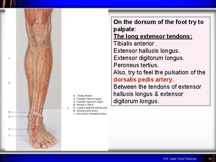 On the dorsum of the foot try to palpate: The long extensor tendons: Tibialis