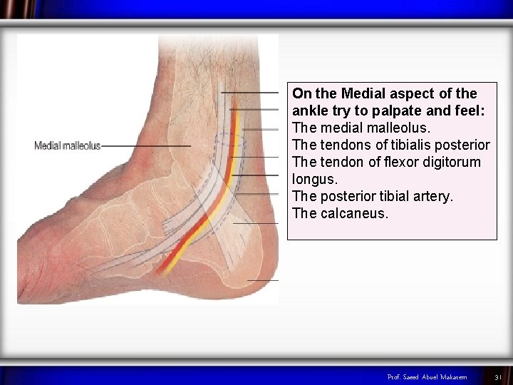 On the Medial aspect of the ankle try to palpate and feel: The medial