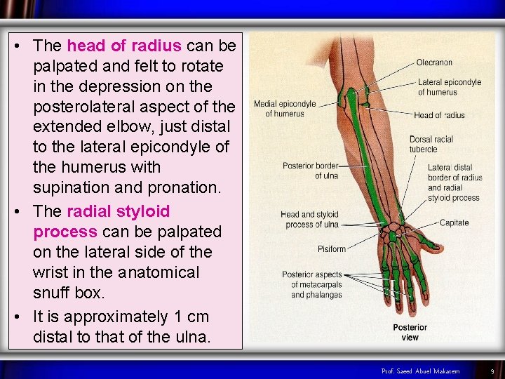  • The head of radius can be palpated and felt to rotate in