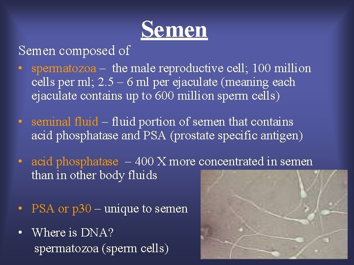 Semen composed of • spermatozoa – the male reproductive cell; 100 million cells per