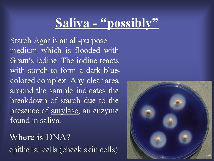 Saliva - “possibly” Starch Agar is an all-purpose medium which is flooded with Gram's