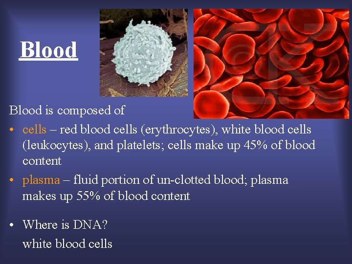 Blood is composed of • cells – red blood cells (erythrocytes), white blood cells