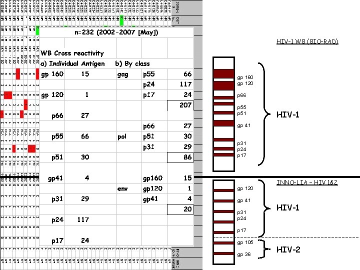 HIV-1 WB (BIO-RAD) gp 160 gp 120 p 66 p 55 p 51 HIV-1