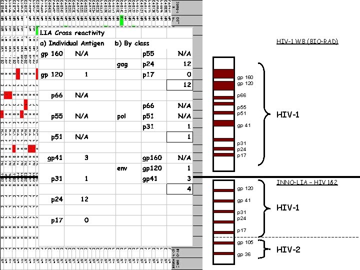 HIV-1 WB (BIO-RAD) gp 160 gp 120 p 66 p 55 p 51 HIV-1