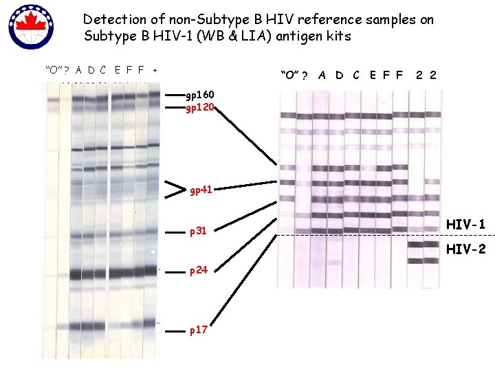 Detection of non-Subtype B HIV reference samples on Subtype B HIV-1 (WB & LIA)