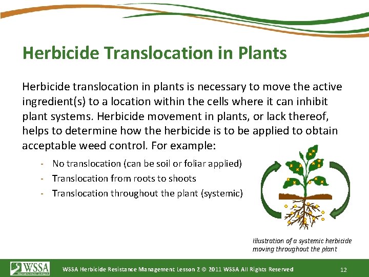 Herbicide Translocation in Plants Herbicide translocation in plants is necessary to move the active