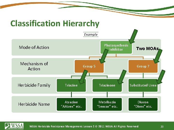Classification Hierarchy Example Photosynthesis Inhibitor Mode of Action Mechanism of Action Group 5 Two