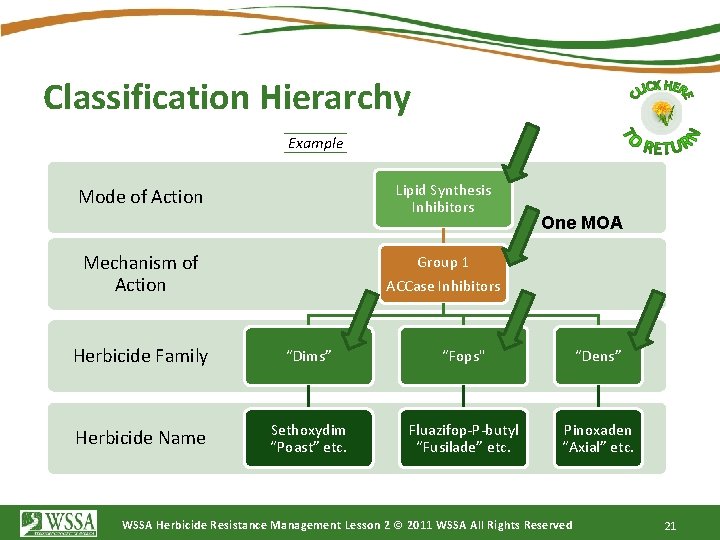 Classification Hierarchy Example Lipid Synthesis Inhibitors Mode of Action Mechanism of Action One MOA