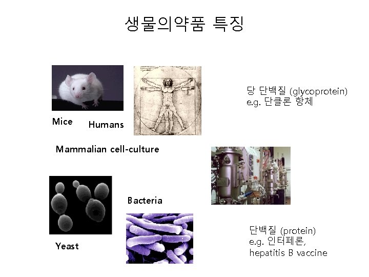 생물의약품 특징 당 단백질 (glycoprotein) e. g. 단클론 항체 Mice Humans Mammalian cell-culture Bacteria