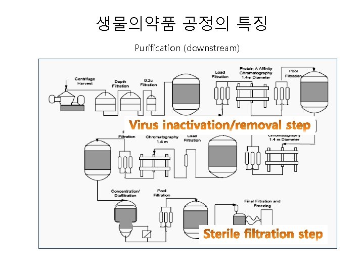 생물의약품 공정의 특징 Purification (downstream) 