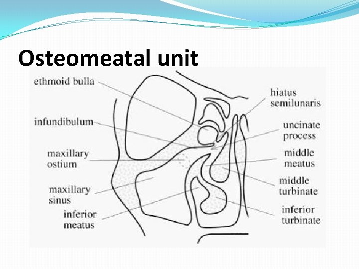 Osteomeatal unit Osteomeatal unit