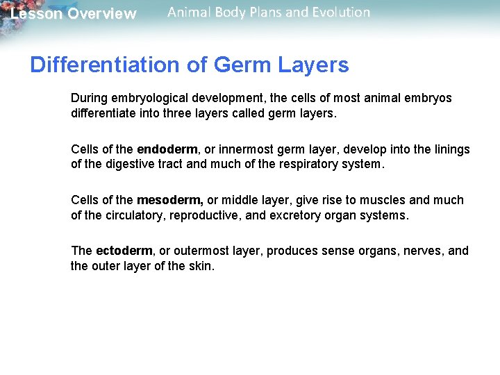 Lesson Overview Animal Body Plans and Evolution Differentiation of Germ Layers During embryological development,