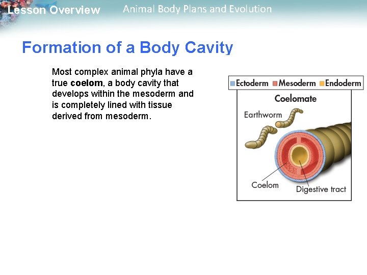 Lesson Overview Animal Body Plans and Evolution Formation of a Body Cavity Most complex