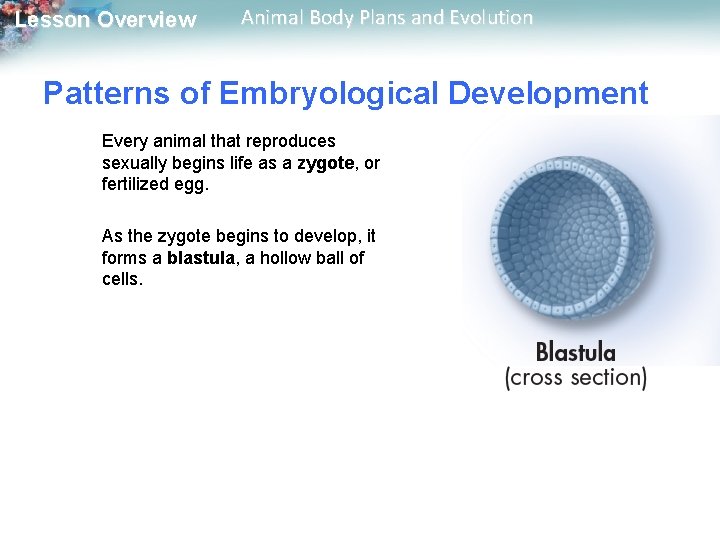 Lesson Overview Animal Body Plans and Evolution Patterns of Embryological Development Every animal that