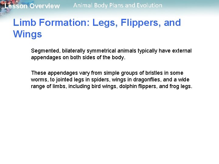 Lesson Overview Animal Body Plans and Evolution Limb Formation: Legs, Flippers, and Wings Segmented,