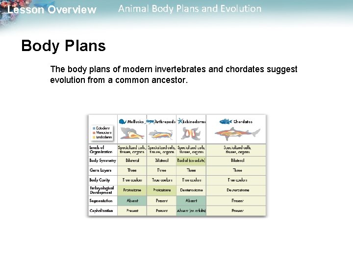 Lesson Overview Animal Body Plans and Evolution Body Plans The body plans of modern