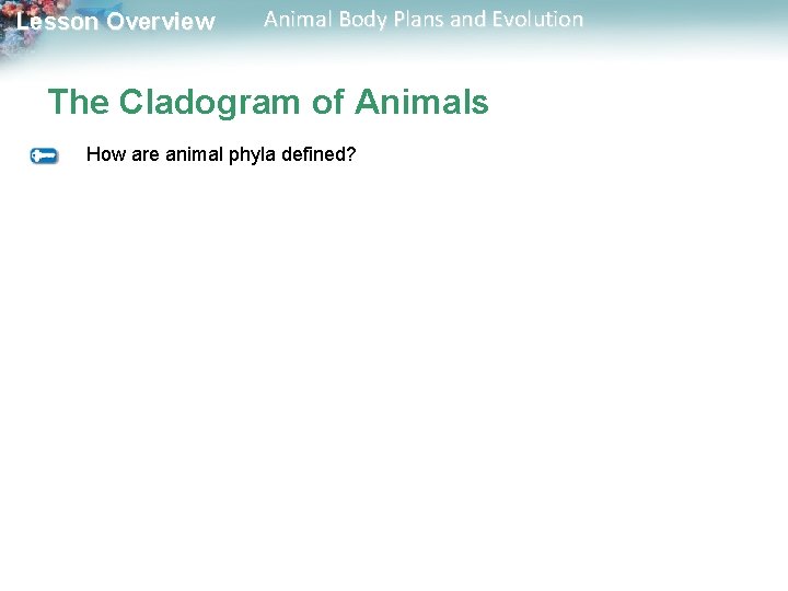 Lesson Overview Animal Body Plans and Evolution The Cladogram of Animals How are animal