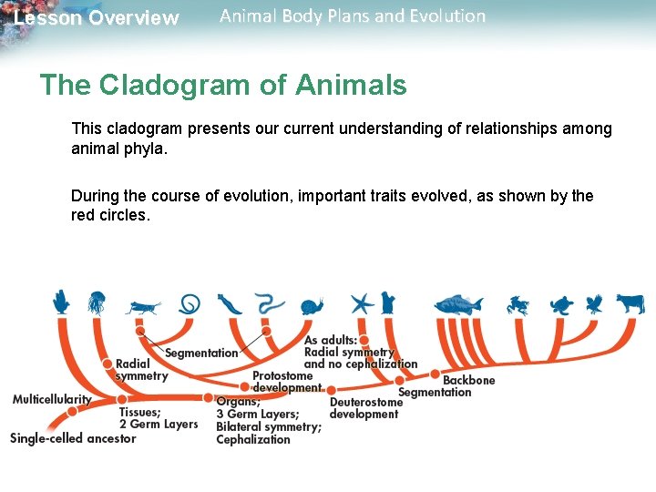 Lesson Overview Animal Body Plans and Evolution The Cladogram of Animals This cladogram presents