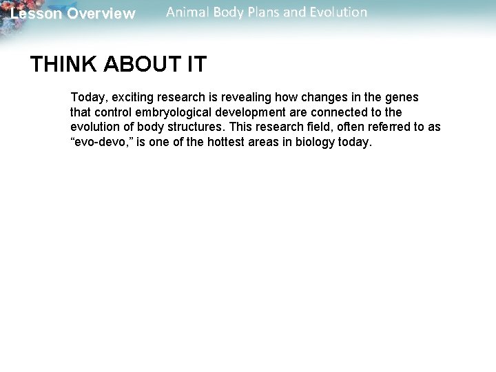 Lesson Overview Animal Body Plans and Evolution THINK ABOUT IT Today, exciting research is