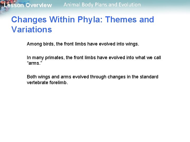 Lesson Overview Animal Body Plans and Evolution Changes Within Phyla: Themes and Variations Among