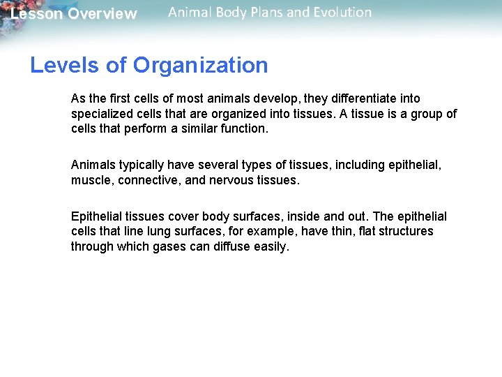 Lesson Overview Animal Body Plans and Evolution Levels of Organization As the first cells