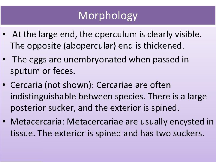 Morphology • At the large end, the operculum is clearly visible. The opposite (abopercular)