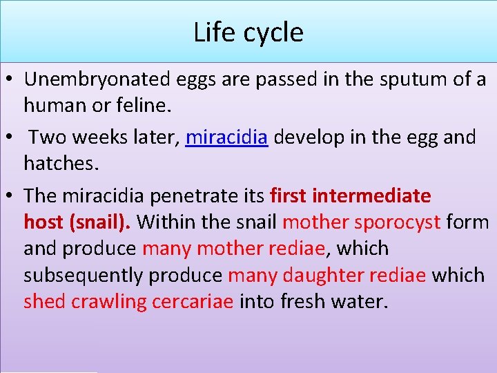 Life cycle • Unembryonated eggs are passed in the sputum of a human or