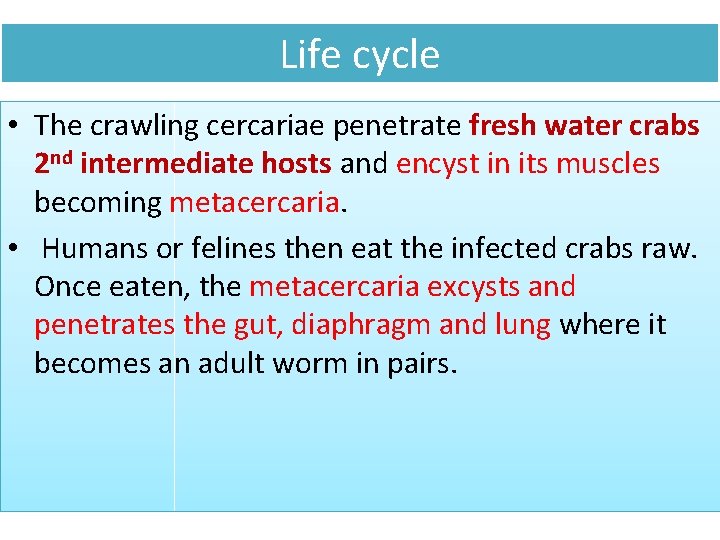 Life cycle • The crawling cercariae penetrate fresh water crabs 2 nd intermediate hosts