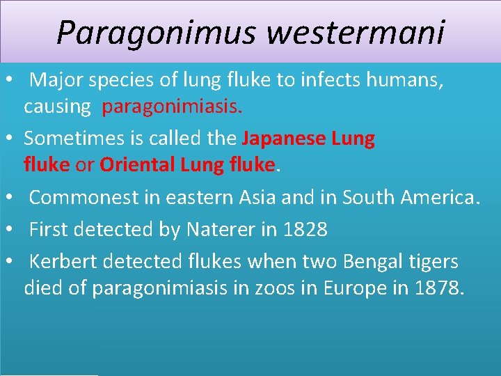 Paragonimus westermani • Major species of lung fluke to infects humans, causing paragonimiasis. •