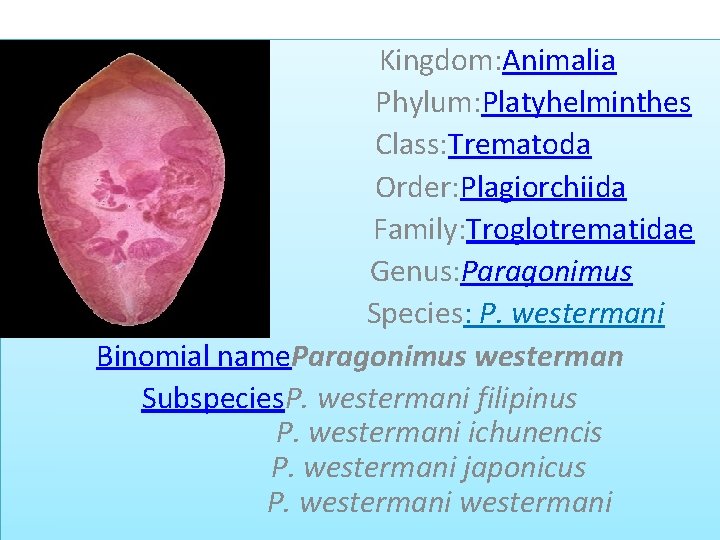  Kingdom: Animalia Phylum: Platyhelminthes Class: Trematoda Order: Plagiorchiida Family: Troglotrematidae Genus: Paragonimus Species: