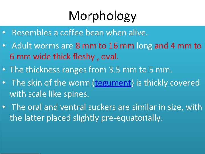 Morphology • Resembles a coffee bean when alive. • Adult worms are 8 mm