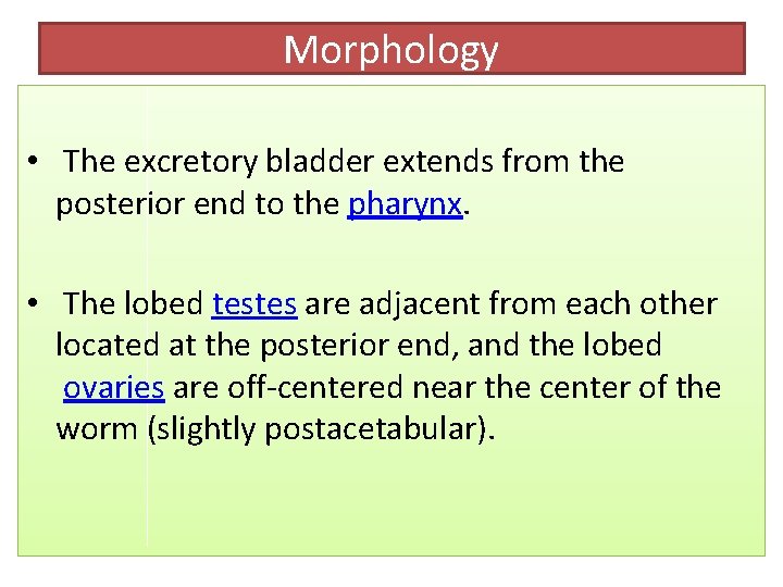 Morphology • The excretory bladder extends from the posterior end to the pharynx. •