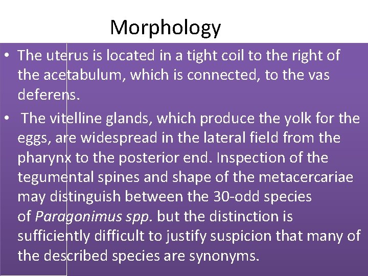  Morphology • The uterus is located in a tight coil to the right