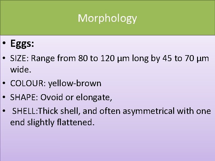 Morphology • Eggs: • SIZE: Range from 80 to 120 µm long by 45